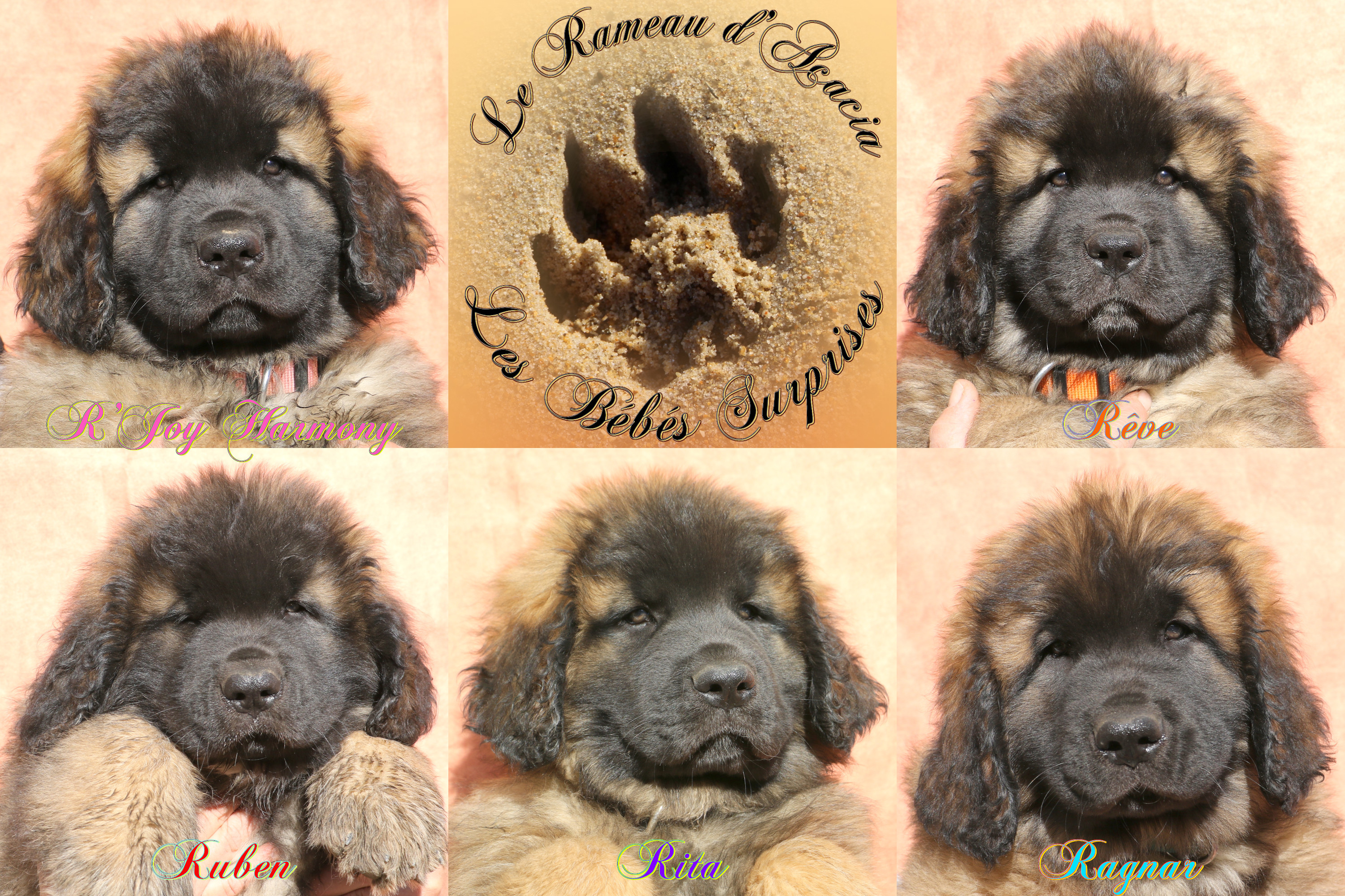 Portraits des 9 semaines